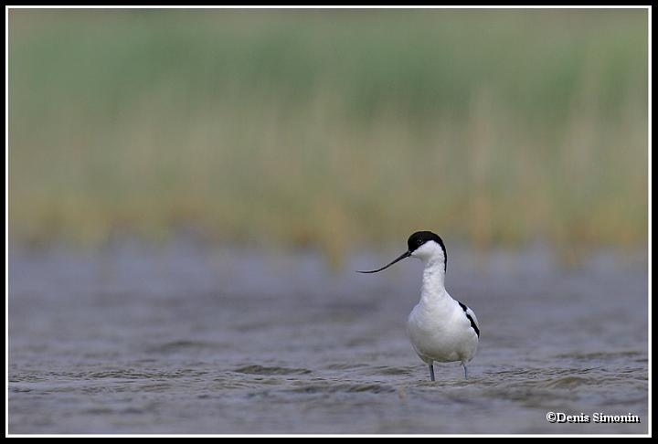 Avocette élégante